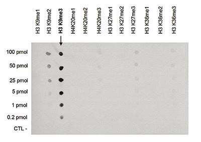 Dot Blot: Histone H3 [Trimethyl Lys9] Antibody [NBP2-59152] - Analysis was performed to test the cross reactivity of the antibody against H3K9me3 with peptides containing other histone modifications of histone H3 and H4. Other histone modifications include mono- and dimethylation of the same lysine and mono-, di- and trimethylation of lysine 27 and 36 of H3, and of lysine 20 of H4. 100 to 0.2 pmol of peptide containing the respective histone modification were spotted on a membrane. The antibody was used at a dilution of 1:10,000. Figure shows a high specificity of the antibody for the modification of interest.